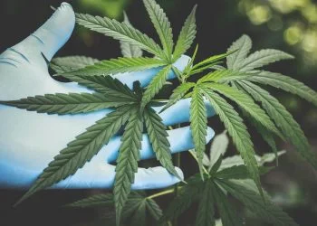15 Cannabis Business Social Networks to Grow Your Company