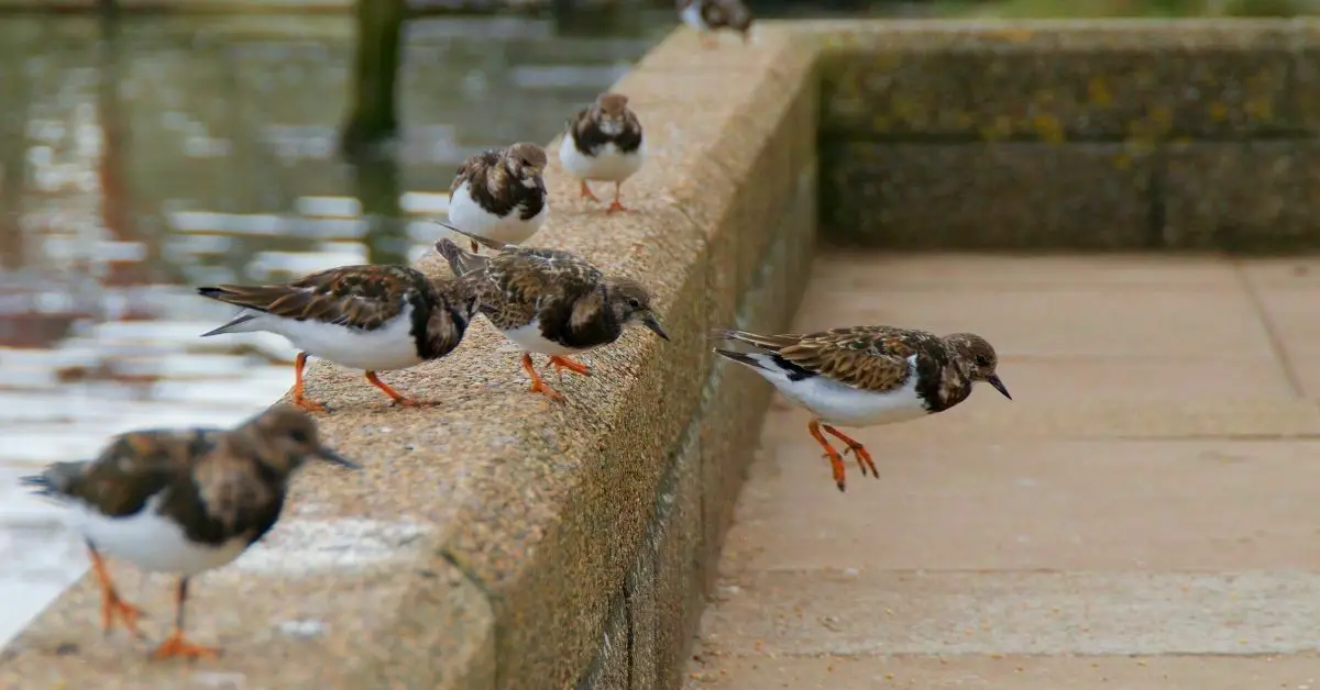 What is Animal Leadership? (Learn leadership from Animals)