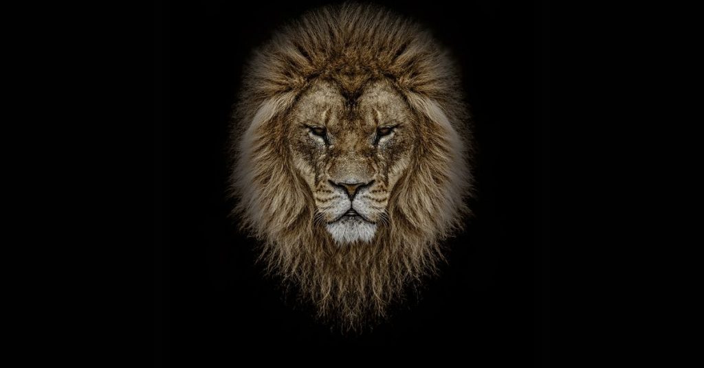 Lion Animal leadership