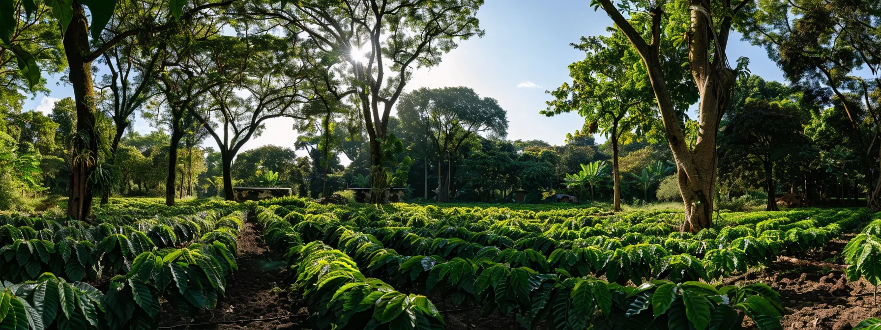 a lush coffee plantation with rows of caramel-scented beans under the shade of towering trees.